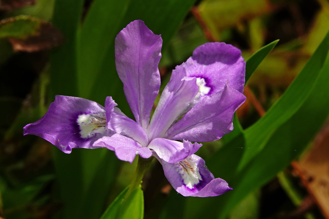 Dwarf crested iris  -  Middle Prong Trail, Tremont Area, Great Smoky Mountains National Park, Tennessee