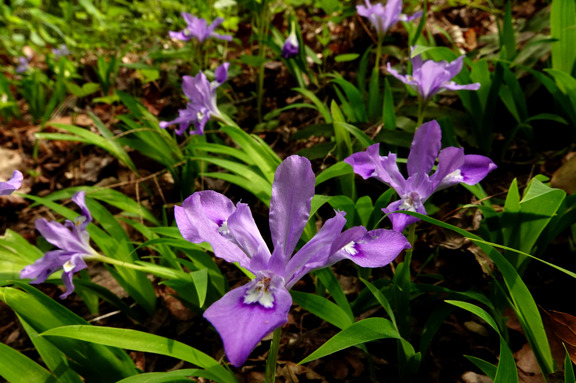 Dwarf crested irises  -  Middle Prong Trail, Tremont Area, Great Smoky Mountains National Park, Tennessee