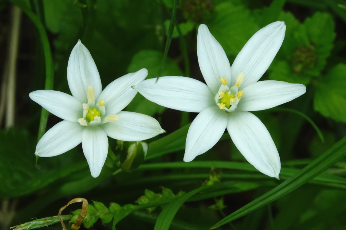 Star of Bethlehem  -  Little River Road, Great Smoky Mountains National Park, Tennessee