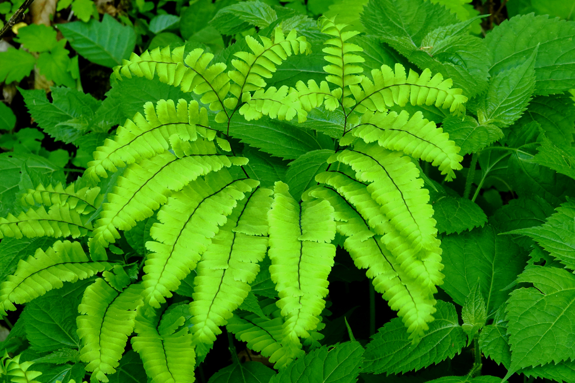 Maidenhair fern  -  Little River Road, Great Smoky Mountains National Park, Tennessee