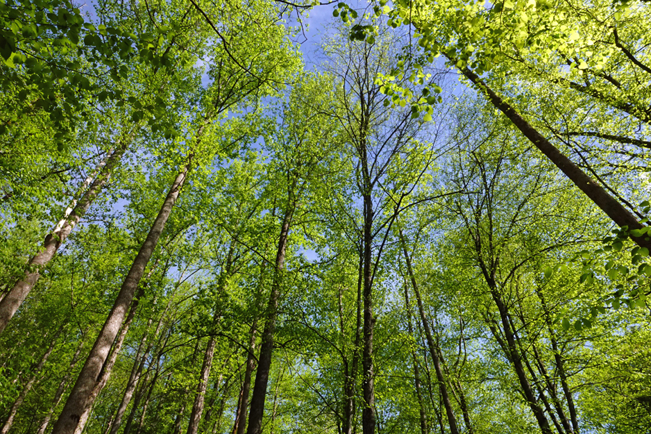 Trees  -  Porter's Creek Trail, Greenbrier Area, Great Smoky Mountains National Park, Tennessee