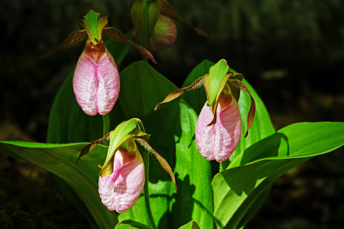 Pink lady's slippers  -  Porter's Creek Trail, Greenbrier Area, Great Smoky Mountains National Park, Tennessee --- Norman’s Note: Although I’ve never seen these unusual beauties noted as uncommon or rare, I don’t come upon them very often in the southern Appalachian Mountains. So it is always a special treat when I do see them.