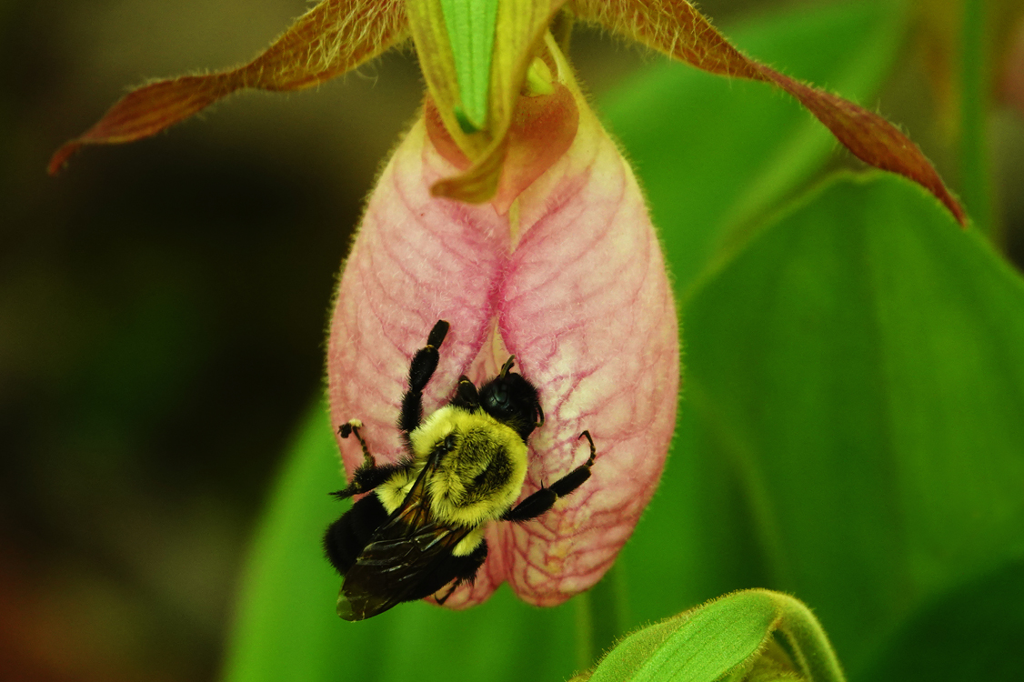 Bumblebee on pink lady's slipper  -  Porter's Creek Trail, Greenbrier Area, Great Smoky Mountains National Park, Tennessee --- Norman’s Note: These blooms get pollinated by attracting bees into the slit of the pink flower, as seen here. However, these are non-rewarding flowers because they provide no benefits such as food or nectar, but still they get pollinated.