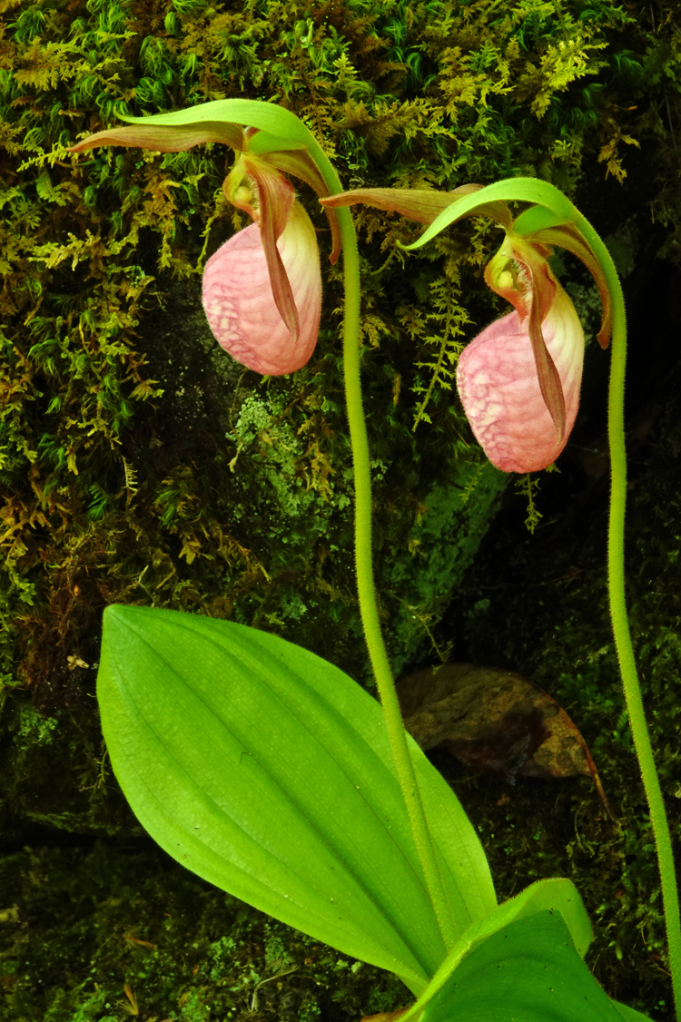 Pink lady's slippers  -  Porter's Creek Trail, Greenbrier Area, Great Smoky Mountains National Park, Tennessee