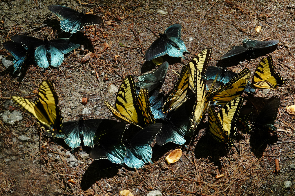 Tiger swallowtail and pipevine swallowtail butterflies puddling  -  Porter's Creek Trail, Greenbrier Area, Great Smoky Mountains National Park, Tennessee