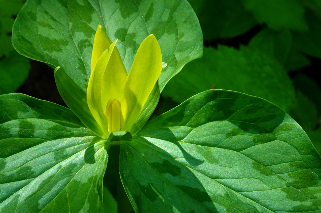 Yellow trillium  -  Greenbrier Area, Great Smoky Mountains National Park, Tennessee
