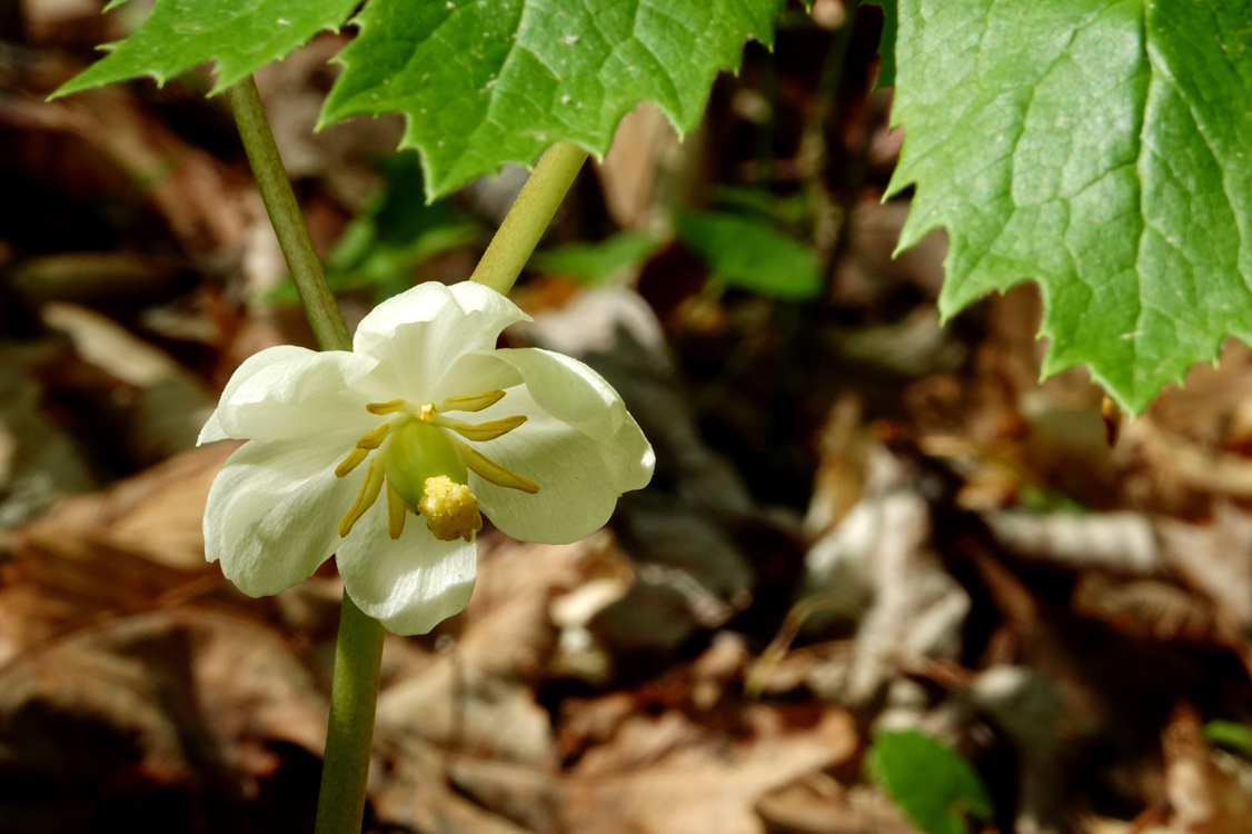 Mayapple  -  Picnic Trail, Holmes Educational State Forest, North Carolina