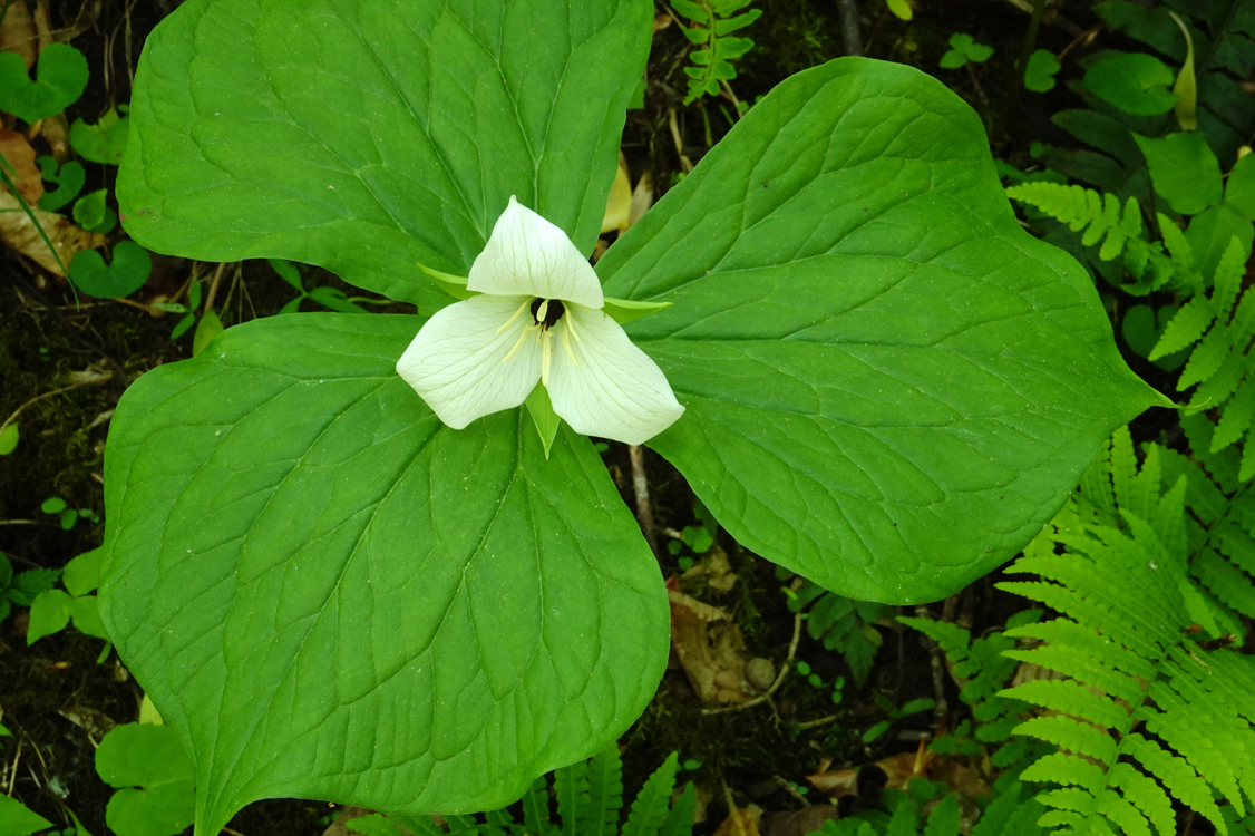 Sweet white trillium  -  Talking Trees Trail, Holmes Educational State Forest, North Carolina