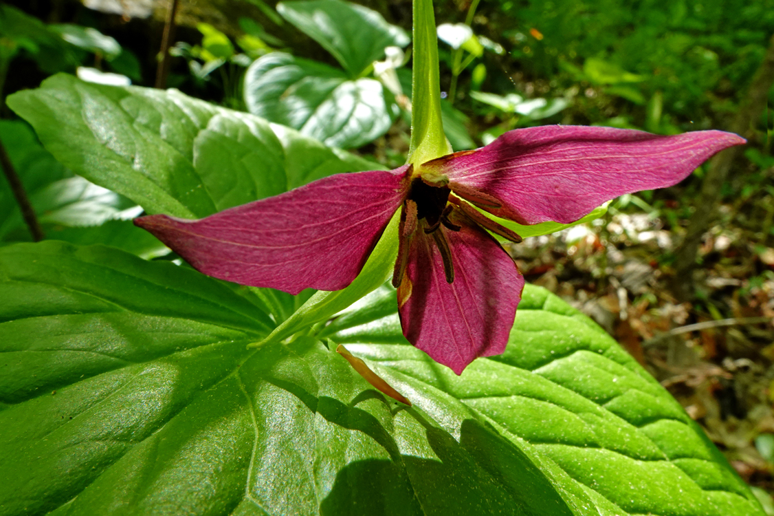 Wake robin trillium -  Talking Trees Trail, Holmes Educational State Forest, North Carolina