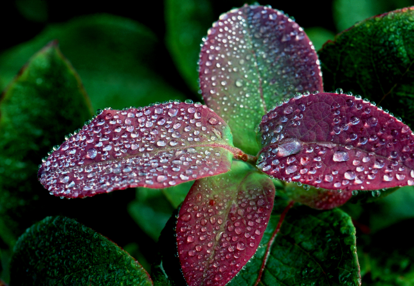 Dew on blueberry leaves  -  Blue Ridge Parkway, North Carolina
