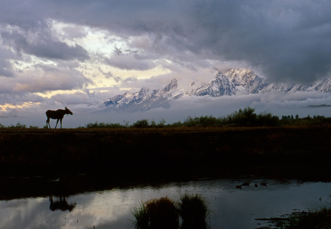 Early morning light, Moose, the Teton Range after an overnight snow storm  -  Grand Teton National Park, Wyoming