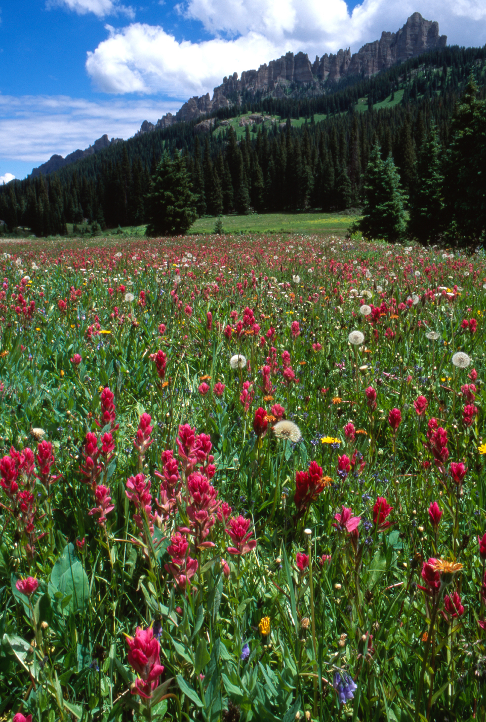 Field along the West Fork of the Cimarron River with Indian paintbrush (pink) and other wildflowers, Turret Ridge  -  Forest Road 860, Uncompahgre National Forest, Colorado