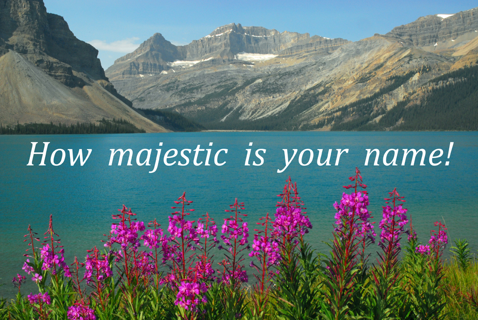 Fireweed, Bow Lake  -  Icefields Parkway, Banff National Park, Alberta