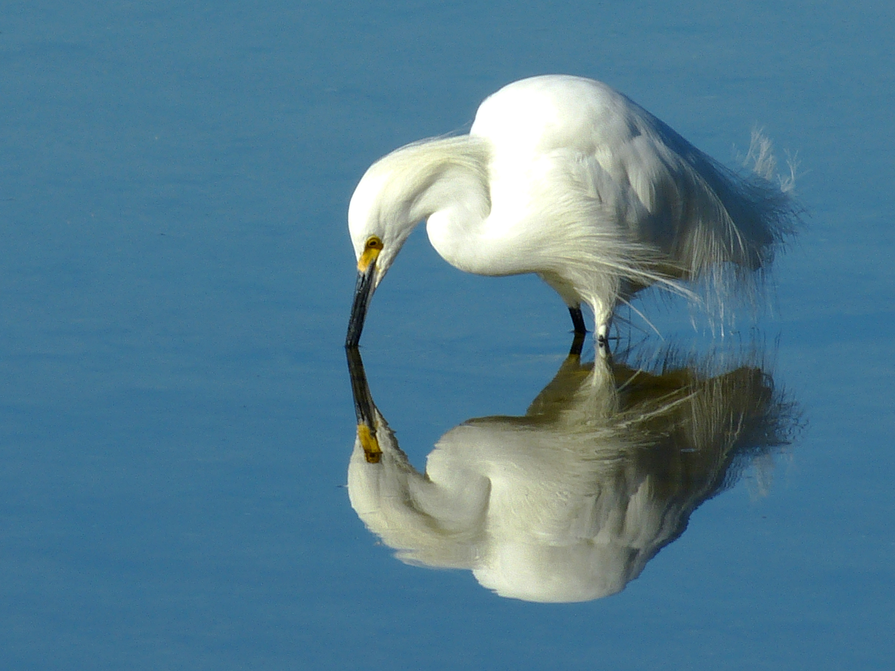 Snowy egret  -  Ding Darling National Wildlife Refuge, Florida