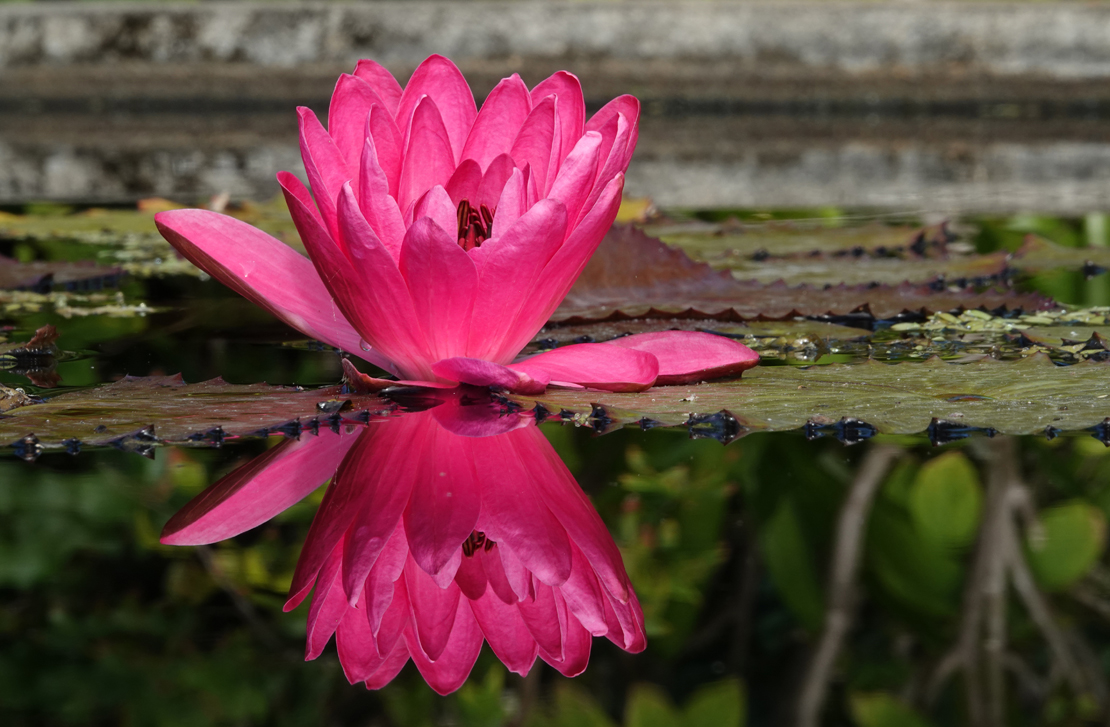 Water lily  -  Naples Botanical Garden, Naples, Florida  