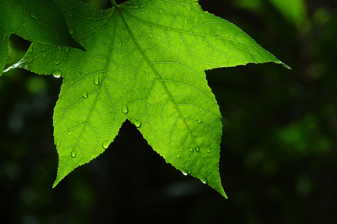 Raindrops on a backlit maple leaf  -  Jones Gap State Park, Mountain Bridge Wilderness Area, South Carolina