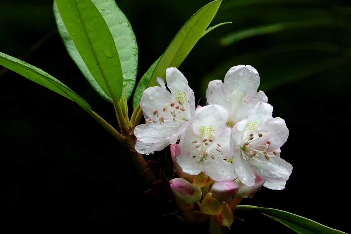 Great laurel rhododendron  -  Jones Gap Trail, Jones Gap State Park, Mountain Bridge Wilderness Area, South Carolina