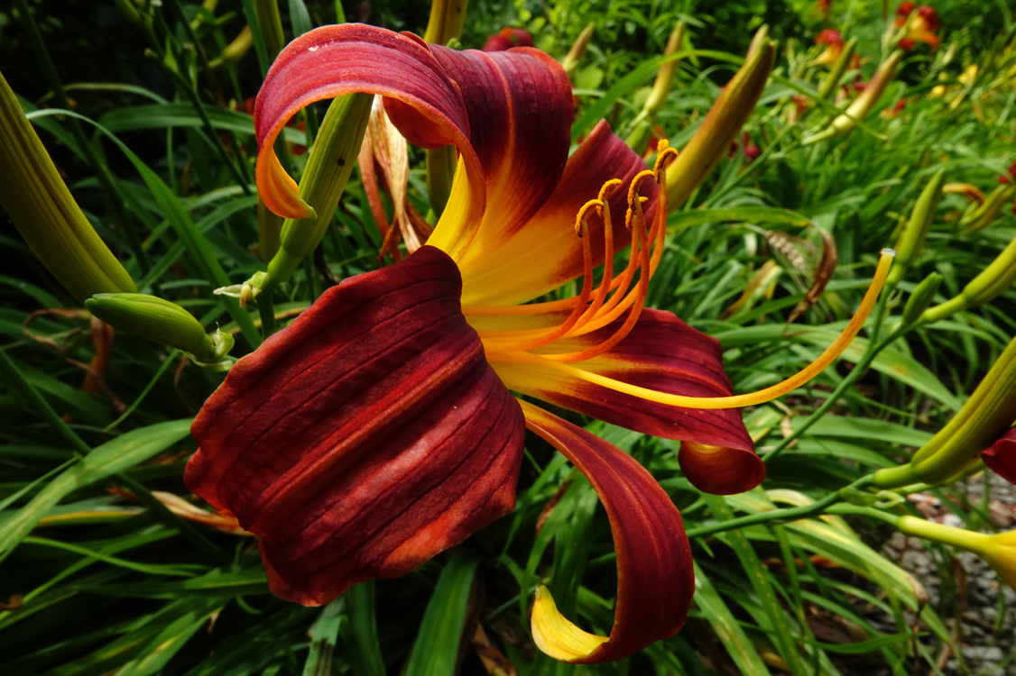 Daylily  -  Furman University, Greenville, South Carolina