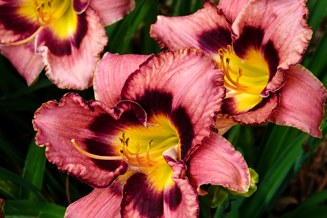 Daylilies  -  Furman University, Greenville, South Carolina