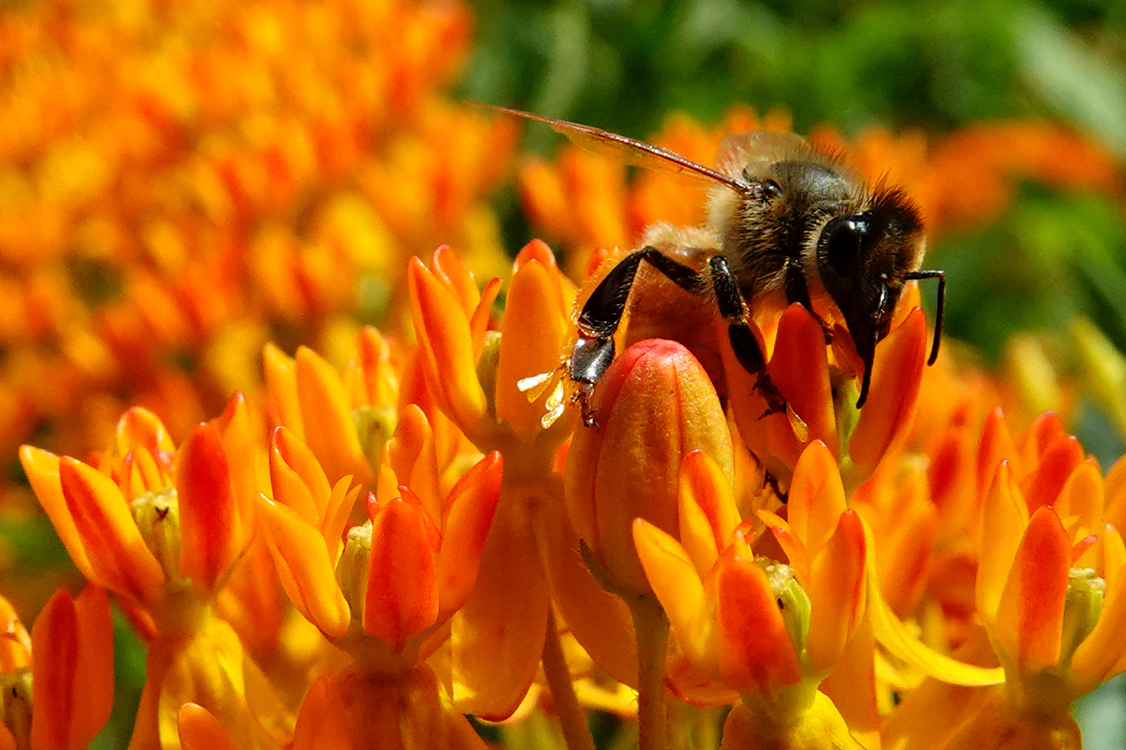 Bumblebee on butterfly weed  -  Furman University,  Greenville, South Carolina