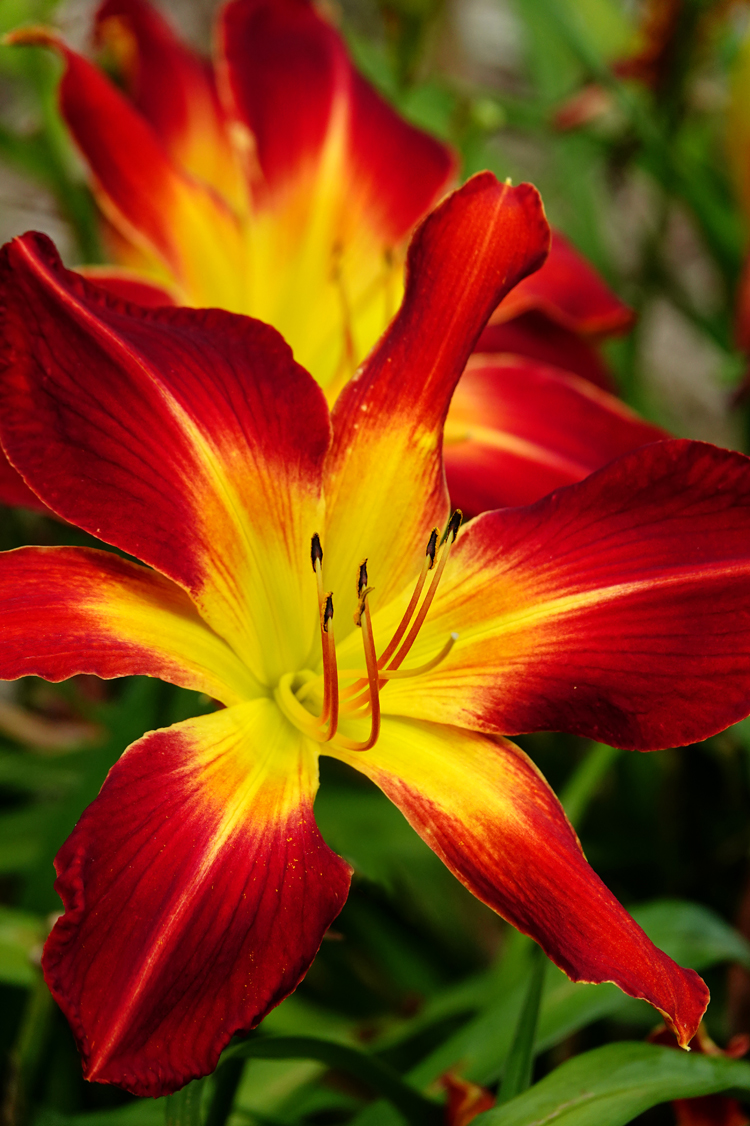 Daylilies  -  South Carolina Botanical Garden, Clemson, South Carolina