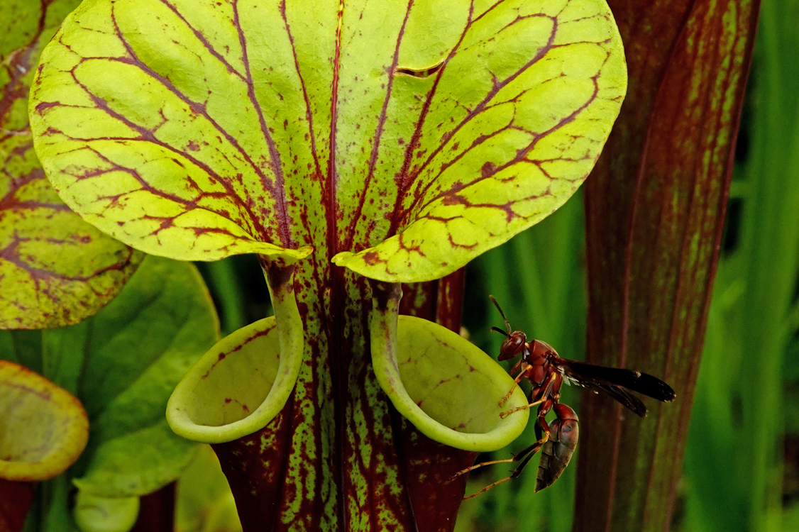 'Should I or shouldn't I?'  Wasp at the opening of a Sarracenia pitcher plant  -  South Carolina Botanical Garden, Clemson, South Carolina