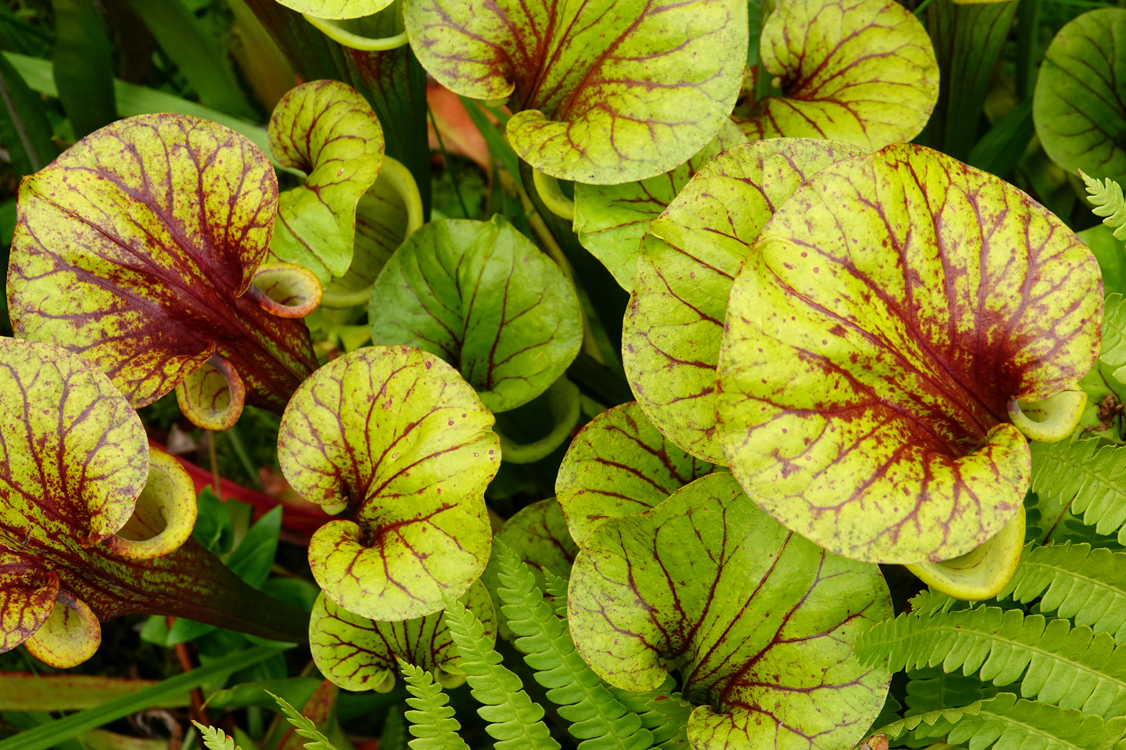 Sarracenia pitcher plants   -  South Carolina Botanical Garden, Clemson, South Carolina