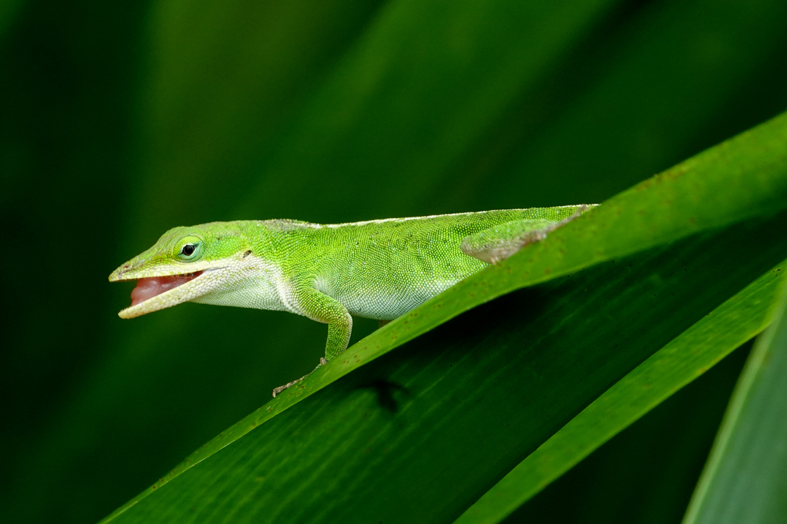 Green anole after just capturing a gnat  -  South Carolina Botanical Garden, Clemson, South Carolina