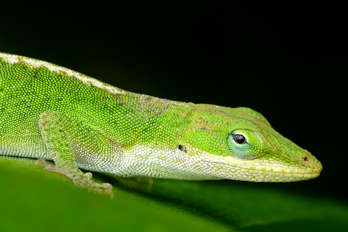 Green anole close-up  -  South Carolina Botanical Garden, Clemson, South Carolina