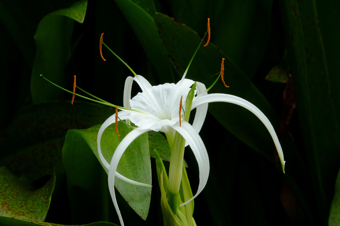 Spider lily  -  South Carolina Botanical Garden, Clemson, South Carolina