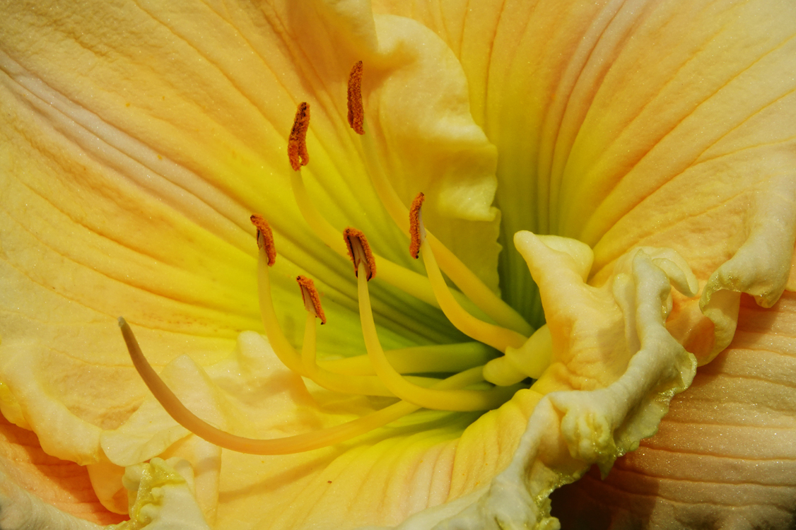 Daylily close-up  -  South Carolina Botanical Garden, Clemson, South Carolina