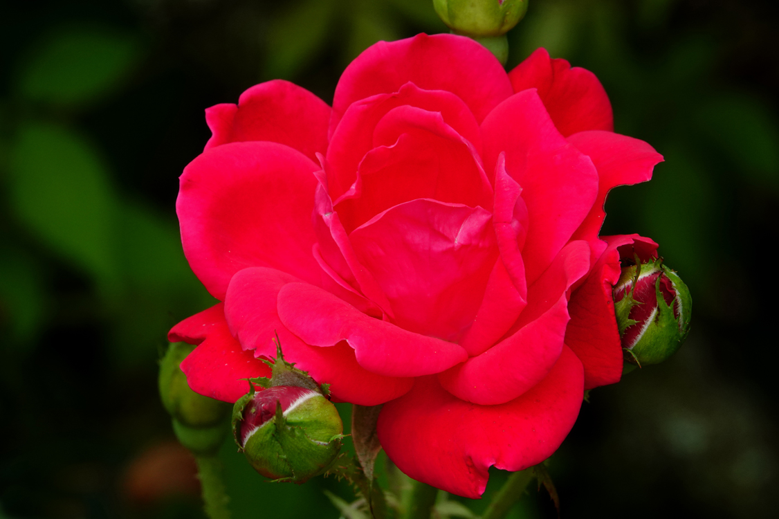 Rose  -  South Carolina Botanical Garden, Clemson, South Carolina