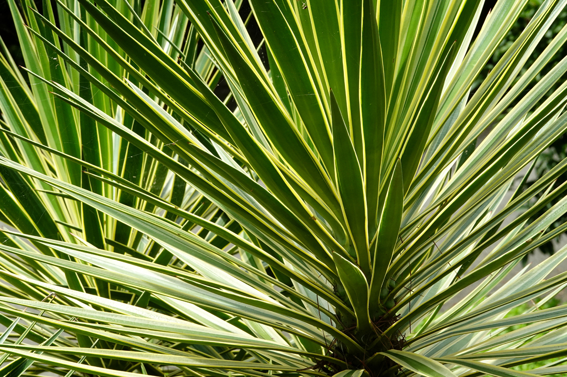 'Bright Edge' Adams needle yucca  -  South Carolina Botanical Garden, Clemson, South Carolina