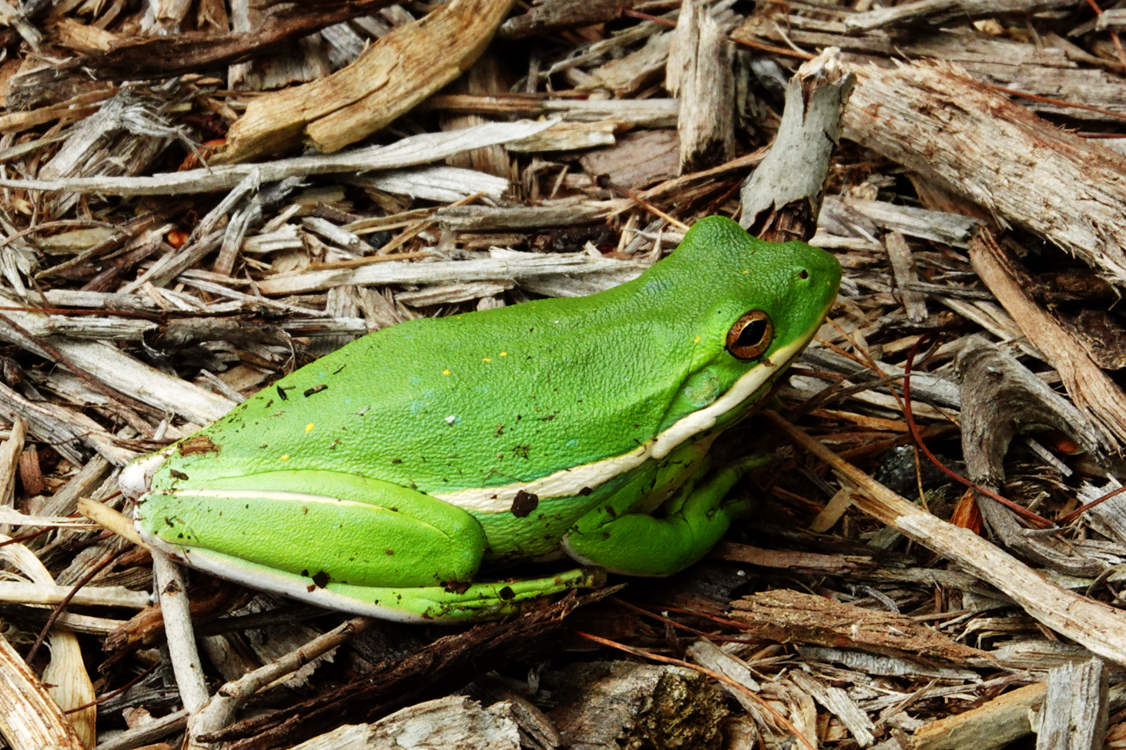 American green tree frog  -  Greenville County, South Carolina